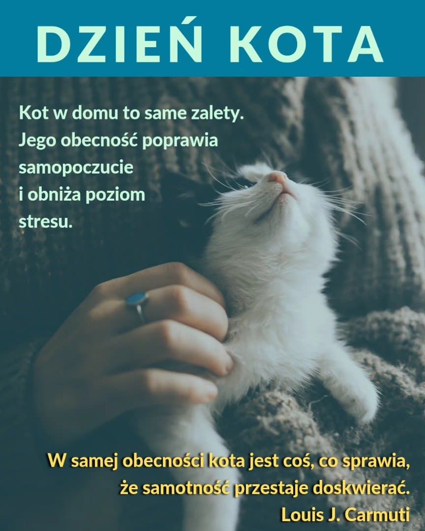 Dzień Kota - kochajcie, adoptujcie, wspierajcie organizacje, które pom…