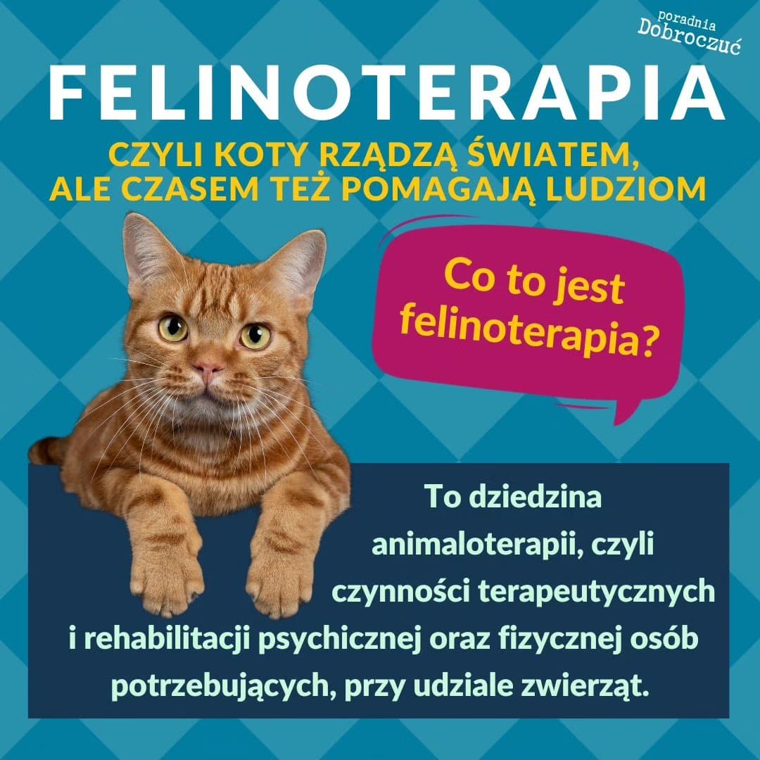 Felinoterapia – jak koty wspierają terapię